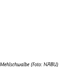 Mehlschwalbe (Foto: NABU)