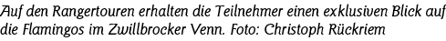 Auf den Rangertouren erhalten die Teilnehmer einen exklusiven Blick auf die Flamingos im Zwillbrocker Venn  Foto: Chr   