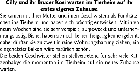 Cilly und ihr Bruder Kosi warten im Tierheim auf ihr erstes eigenes Zuhause  Sie kamen mit ihrer Mutter und ihren Ges   