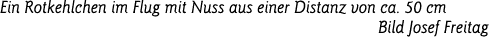 Ein Rotkehlchen im Flug mit Nuss aus einer Distanz von ca  50 cm Bild Josef Freitag