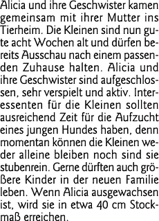 Alicia und ihre Geschwister kamen gemeinsam mit ihrer Mutter ins Tierheim  Die Kleinen sind nun gute acht Wochen alt    