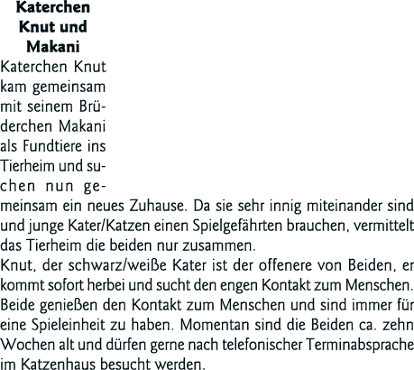 Katerchen Knut und Makani Katerchen Knut kam gemeinsam mit seinem Brüderchen Makani als Fundtiere ins Tierheim und su   