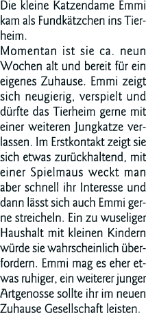 Die kleine Katzendame Emmi kam als Fundkätzchen ins Tierheim  Momentan ist sie ca  neun Wochen alt und bereit für ein   