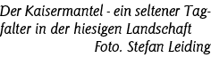 Der Kaisermantel - ein seltener Tagfalter in der hiesigen Landschaft Foto  Stefan Leiding